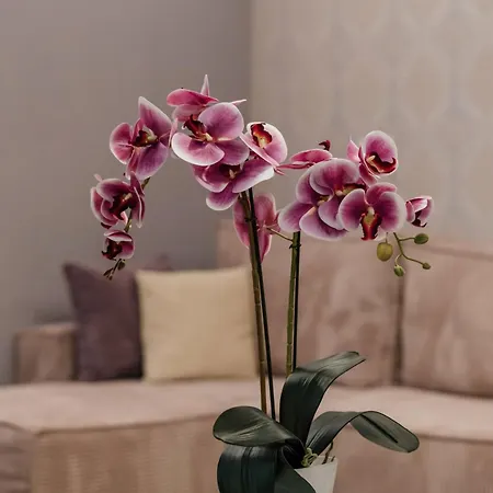 & Beli Dvor מלון Čačak